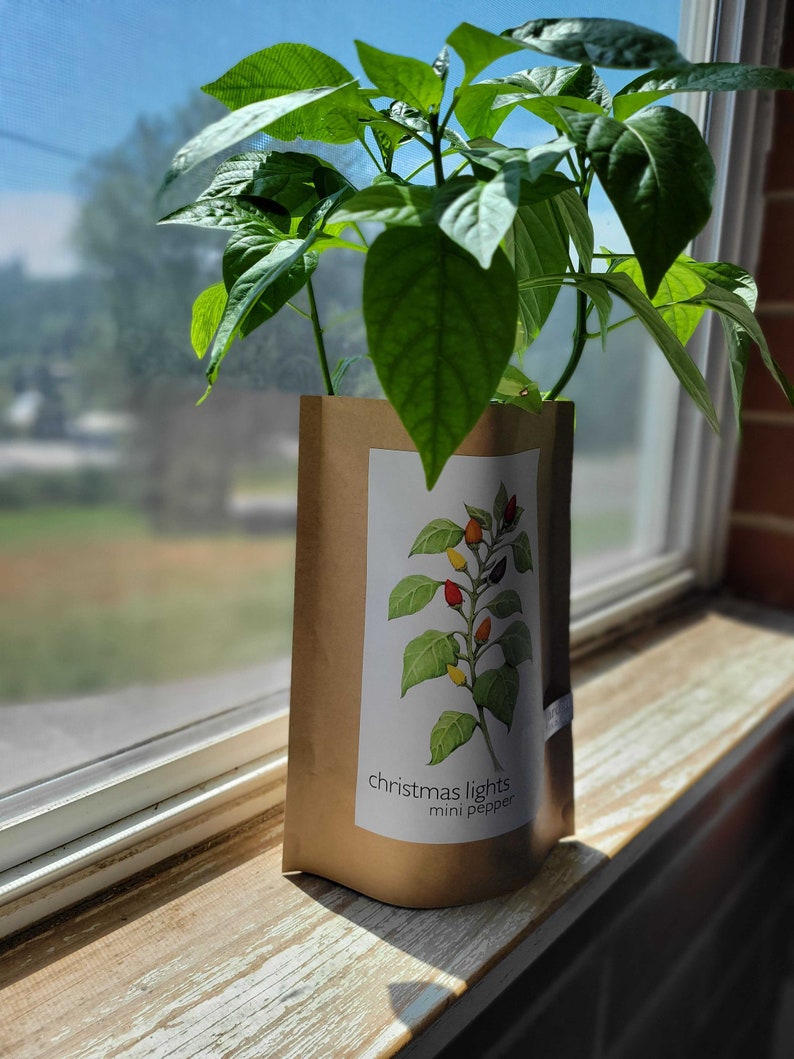 Christmas Lights Pepper Garden-in-a-Bag - Thumbnail 3