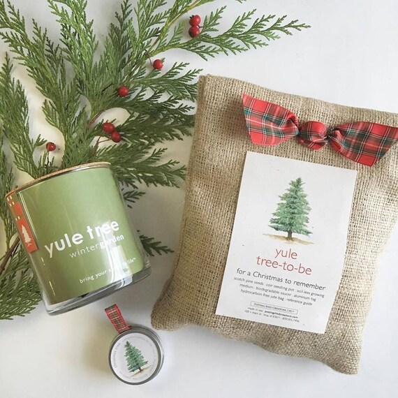 Yule Christmas Tree To Be Scotch Pine Tree Christmas Tree Etsy