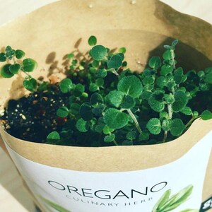 May include: A close-up of a small potted oregano plant with green leaves. The pot is made of brown paper and has a label that reads "OREGANO CULINARY HERB".