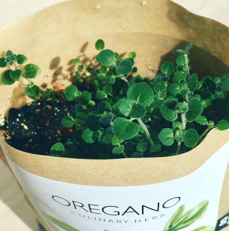 May include: A close-up of a small potted oregano plant with green leaves. The pot is made of brown paper and has a label that reads "OREGANO CULINARY HERB".