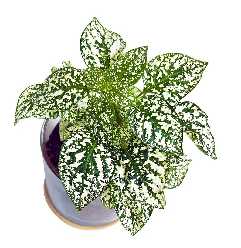 Houseplant Collection First Snow Polka Dot Plant - Thumbnail 2
