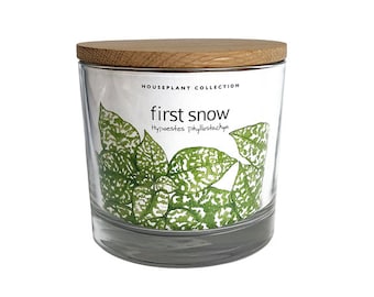 Houseplant Collection | First Snow Polka Dot Plant | Christmas Gift idea - indoor garden gifts - easy grow plants - holiday decor