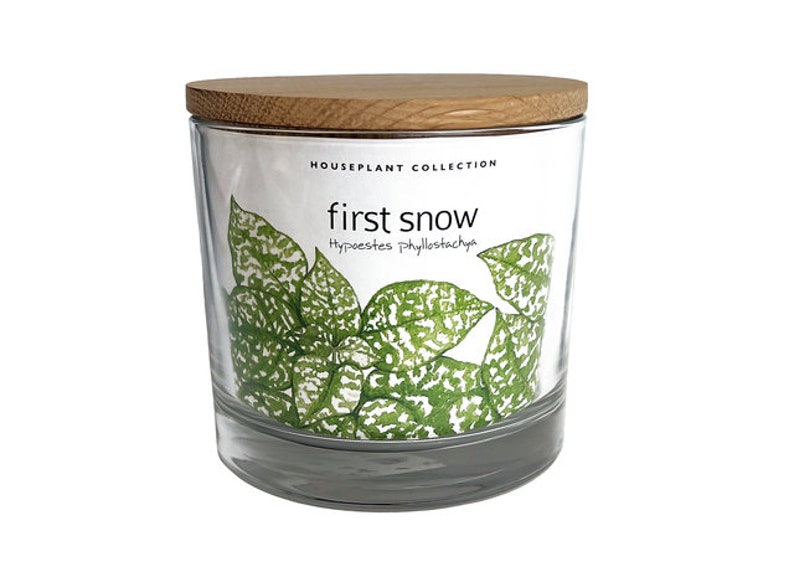 Houseplant Collection First Snow Polka Dot Plant