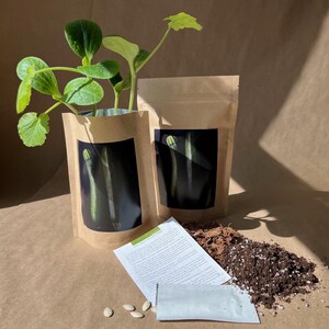 May include: Two brown paper bags with a photo of zucchini on the front. The bags contain a zucchini plant, soil, and seeds. The plant is in a small pot and has green leaves. The seeds are white and round. The soil is brown and loose.