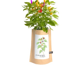 Christmas Lights Pepper | Garden-in-a-Bag – Self Contained Grow Kit –  Christmas Gift – Colorful Peppers- Indoor/Outdoor- Pepper Grow Kit