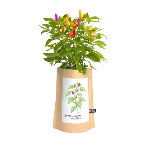Christmas Lights Pepper | Garden-in-a-Bag – Self Contained Grow Kit –  Christmas Gift – Colorful Peppers- Indoor/Outdoor- Pepper Grow Kit