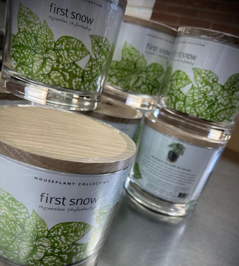 Houseplant Collection First Snow Polka Dot Plant - Thumbnail 5