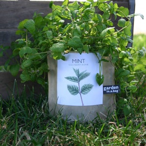 Mint Garden-in-a-Bag Self Contained Grow Kit Eco Friendly Herb Garden Kit Corporate Gift Mothers Day Kitchen Herb Indoor Plant image 2