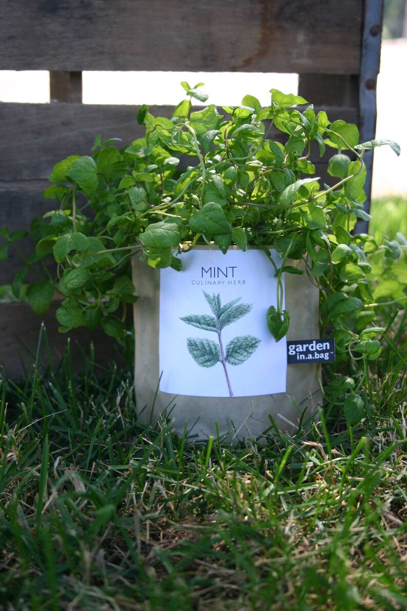 Mint Garden-in-a-Bag Self Contained Grow Kit Eco Friendly Herb Garden Kit Corporate Gift Mothers Day Kitchen Herb Indoor Plant image 2