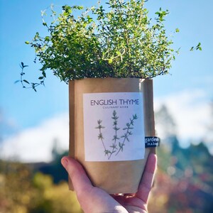 Thyme Garden in a Bag Self Contained Grow Kit Eco Friendly Herb Garden Kit Employee Gift Mothers Day Kitchen Herb Indoor Plant image 3