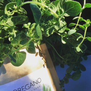 May include: A close-up of a brown paper bag with a white label that reads "OREGANO DRY HERB". The bag is partially obscured by a lush green oregano plant.