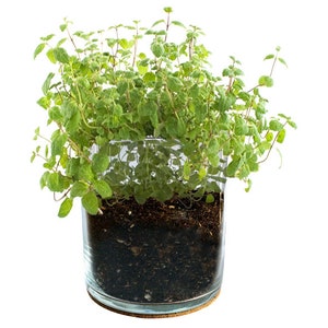 Mint Culinary Garden – Herbs – Indoor Garden – Organic – Gift – Christmas - Mom - Chef Gifts - Apartment Plant - Client Gifts - Grow Kit