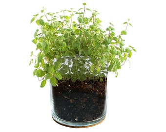 Mint Culinary Garden – Herbs – Indoor Garden – Organic – Gift – Christmas - Mom - Chef Gifts - Apartment Plant - Client Gifts - Grow Kit