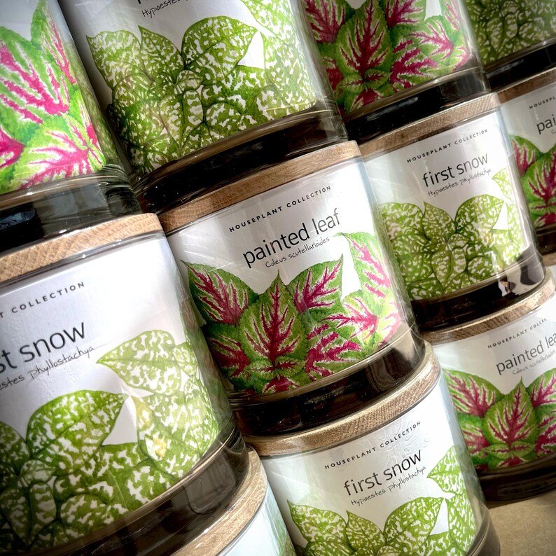 Houseplant Collection First Snow Polka Dot Plant - Thumbnail 4