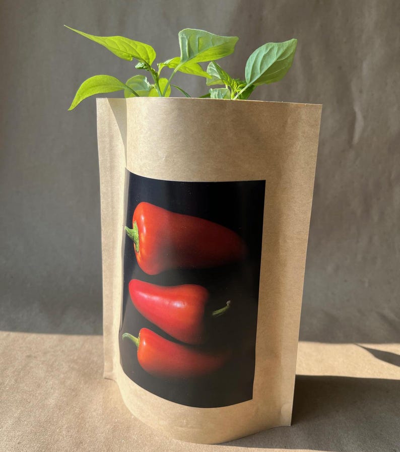 May include: A brown paper bag with a picture of three red peppers on it. A small green pepper plant is growing out of the top of the bag.