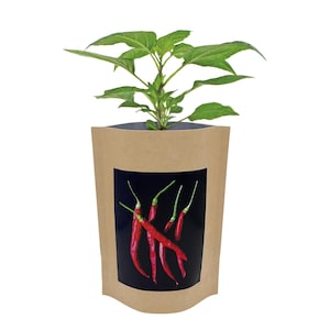 May include: A small green pepper plant growing in a brown paper bag with a picture of red chili peppers on the front.