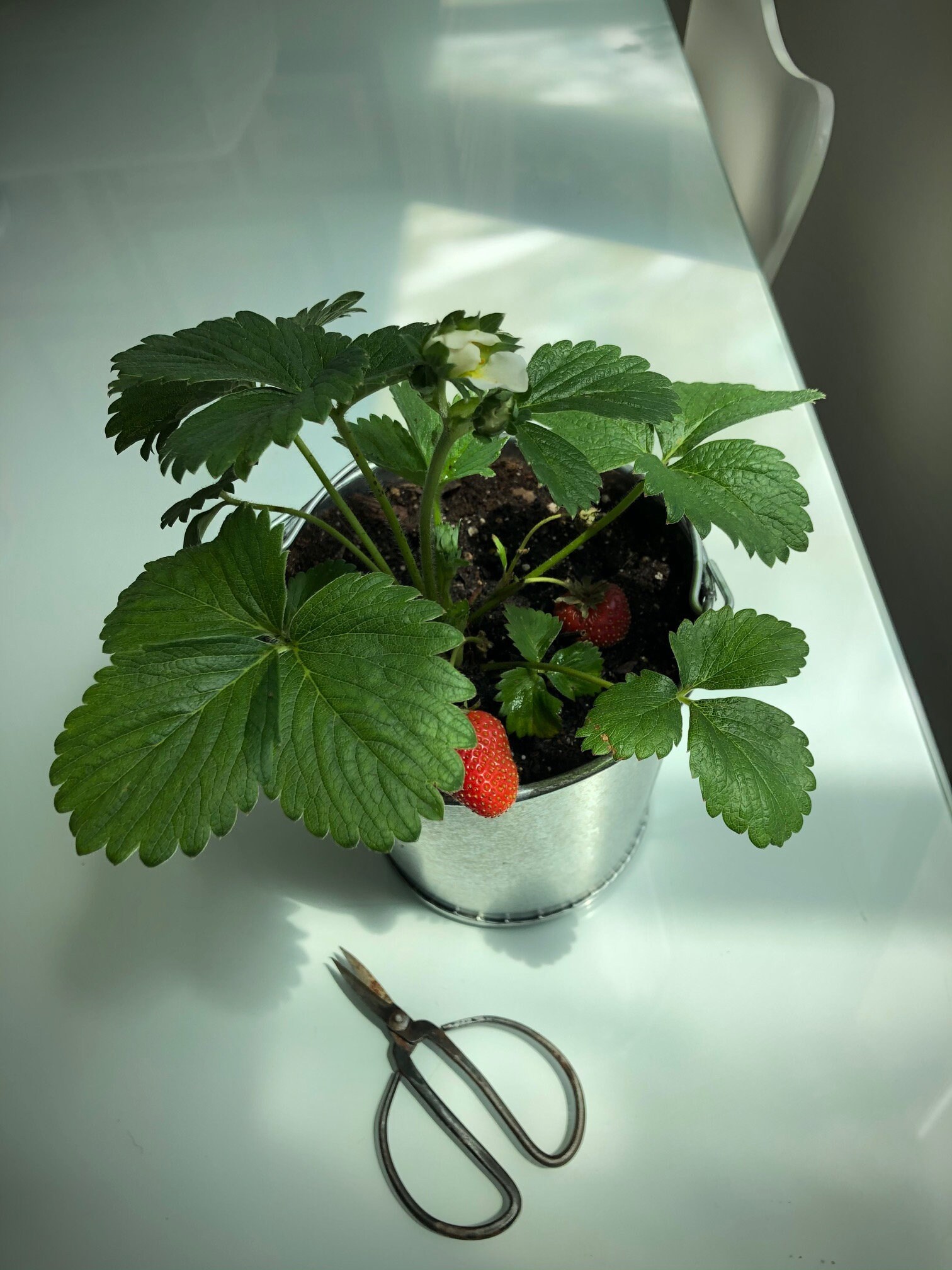 Strawberry Gardeninapail Alpine Strawberry Complete Grow Etsy