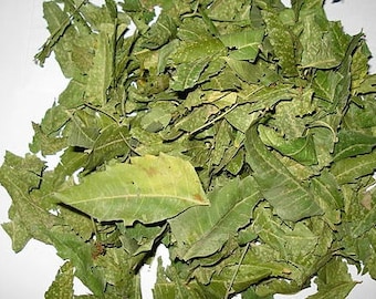 Organic Dried Neem Leaf, Azadirachta Indica