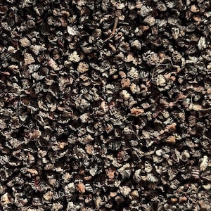 Cochenille / ganzer Kastanienbraun / Färberkäfer