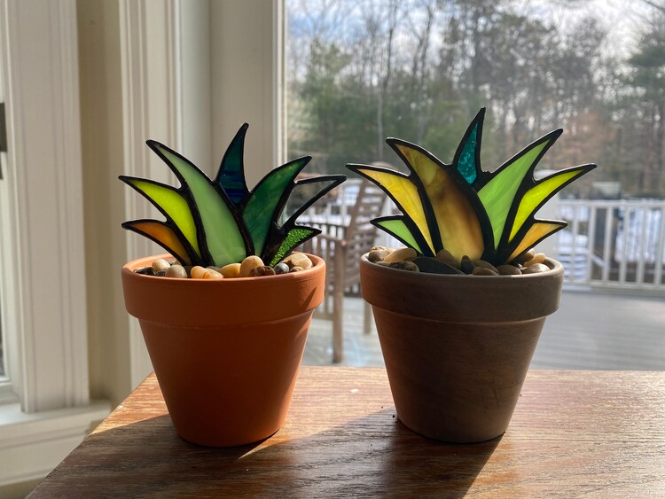 Vouchers Available Mini Stained Glass Agave "Joy" Aloe