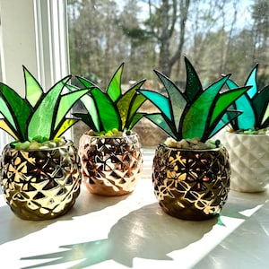 snake plants large Snake Plant | Sansevieria Laurentii