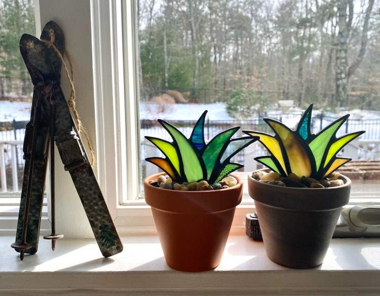 Vouchers Available Mini Stained Glass Agave "Joy" Aloe