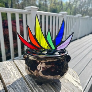 Rainbow Stained Glass Pride A-Gay-Ve Plant in Pot of Gold Planter LGBTQ Agave Aloe Plant Charity 1 Plant with 1 Pot