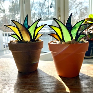 Mini Stained Glass Agave "Joy" Aloe Potted Plant in Terracotta Pot | Stain Glass Agave Succulent