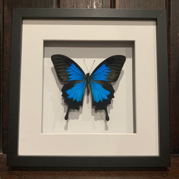 Real Ulysses blue butterfly in a black and white shadowbox frame (Papilio Ulysses)