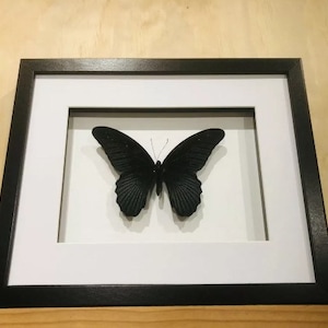 Real Great Mormon, Papilio Memnon butterfly in a black and white shadowbox frame