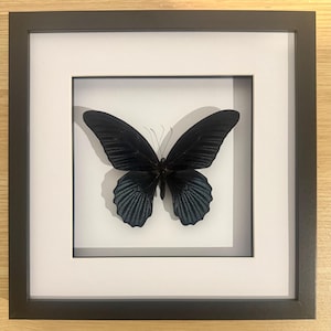 May include: A framed butterfly specimen. The butterfly has dark blue wings with iridescent blue-green markings. It is set against a white background within a black frame, creating a striking contrast. The frame is square and has a simple, modern design.