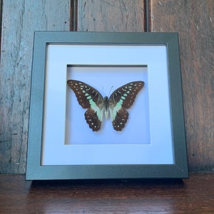 Real Pale Green Triangle Butterfly In black and White Shadow Box Frame