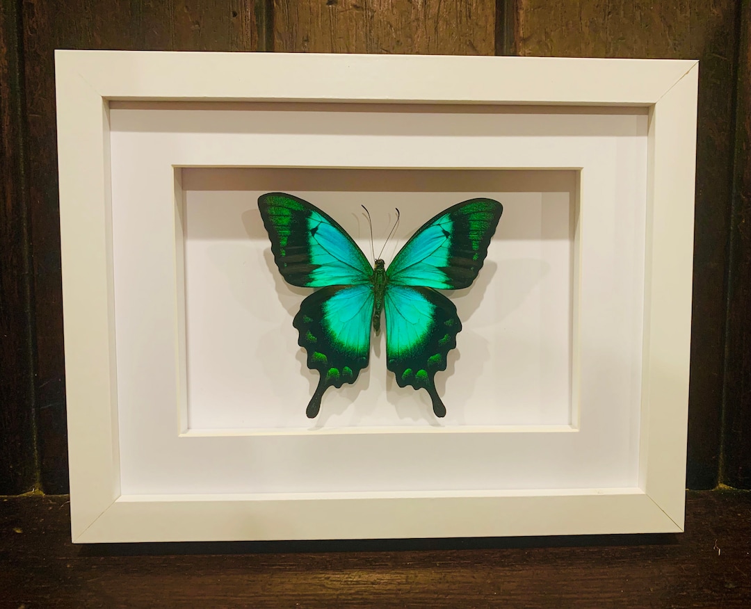 Single Green Papilionidae Butterfly In Frame, Papilio Blumei, Preserved - Foto 5