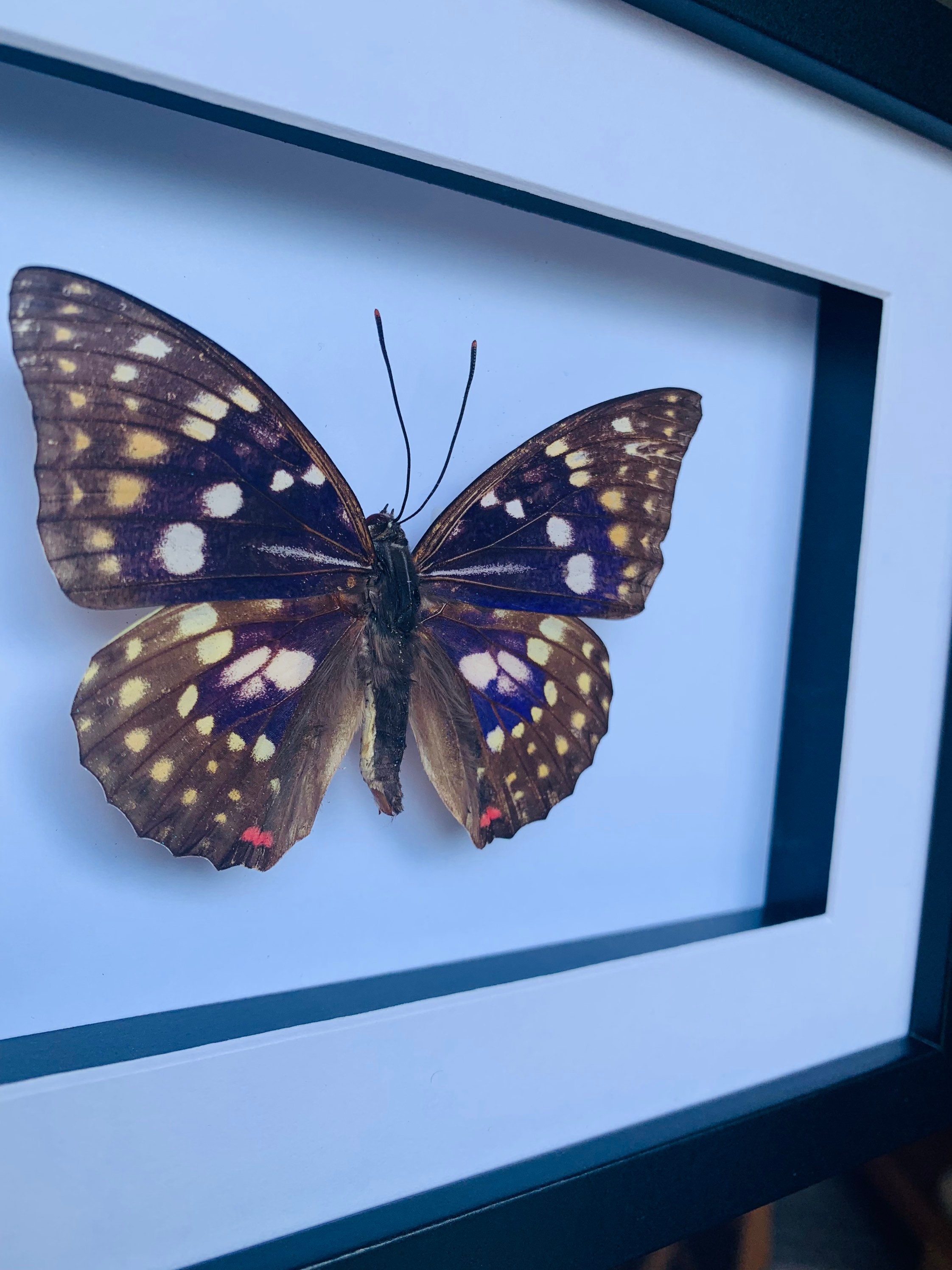 Real Japanese Emperor Butterfly Sasakia Charonda in a Black Etsy