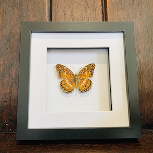 May include: A framed butterfly specimen with orange and brown wings, displayed on a white background.