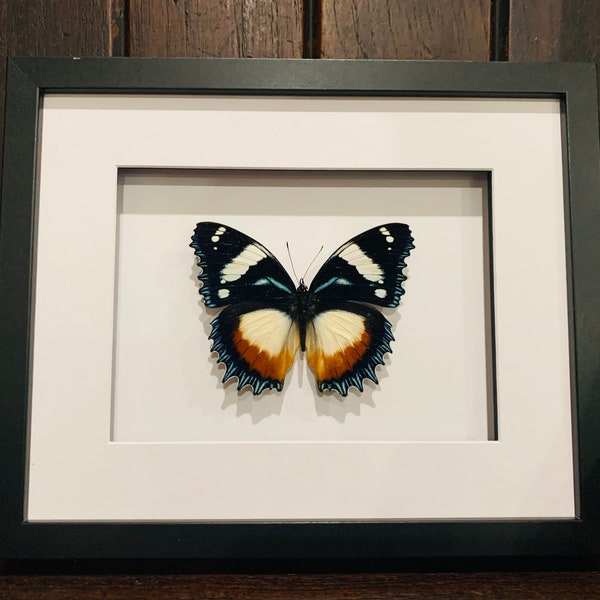 Real Madagascar Diadem butterfly, HYPOLIMNAS Dexithea  in a black and white Shadow Box Frame.