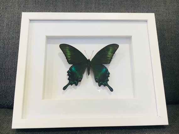 Black Papilio maackii Real Butterfly in wood Shadowbox Mount