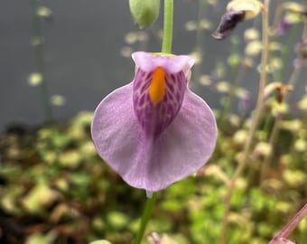 Utricularia Calycifida