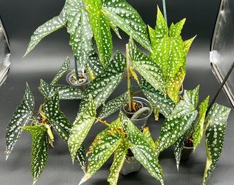 Angel Wing Begonia - 4” Growers Choice