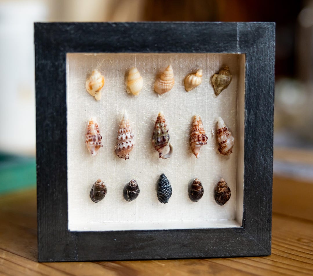 Framed Seashell Art | Mini Conch Shell Multi Color | Hand-painted ...