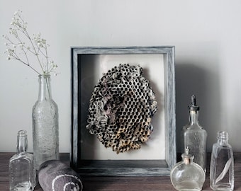 Authentic Wasp Nest Shadowbox