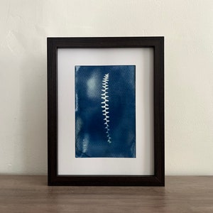 Botanical Cyanotype