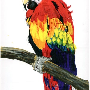 Un pappagallo /UN PERROQUET colorato vive 40 - 60 anni onnivoro nelle regioni tropicali 50,00