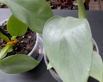 Filodendron Silver Sword Plant – rzadka tropikalna roślina doniczkowa w doniczce o średnicy 10 cm