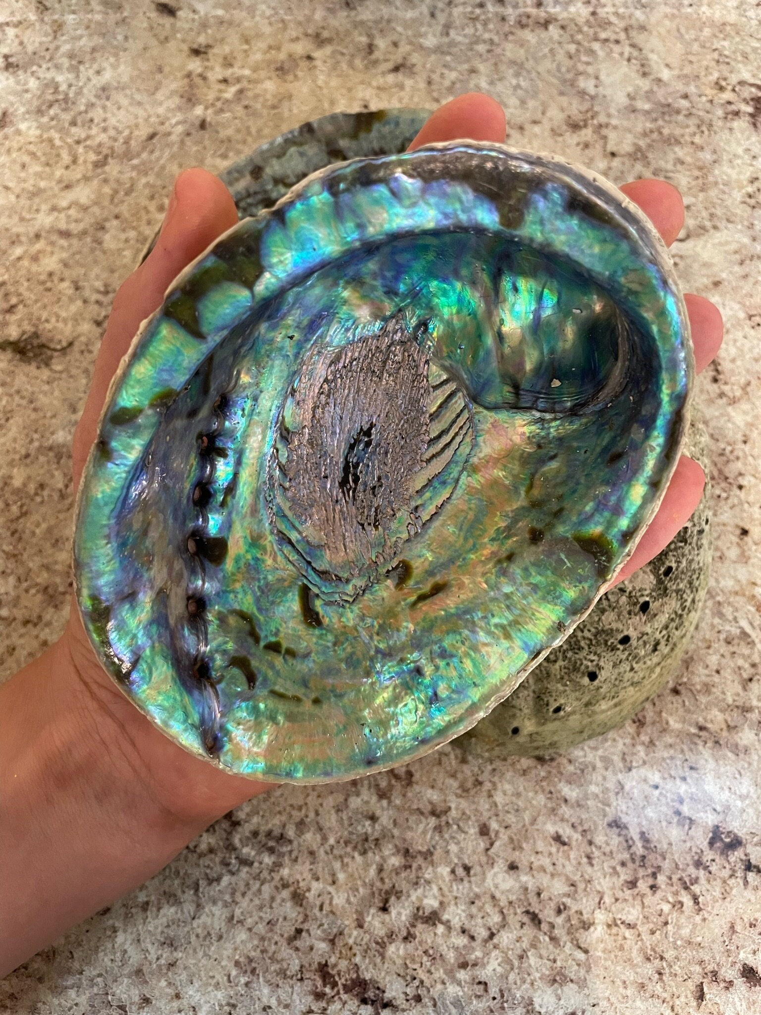 Abalone Shell (5-6 inch diameter)