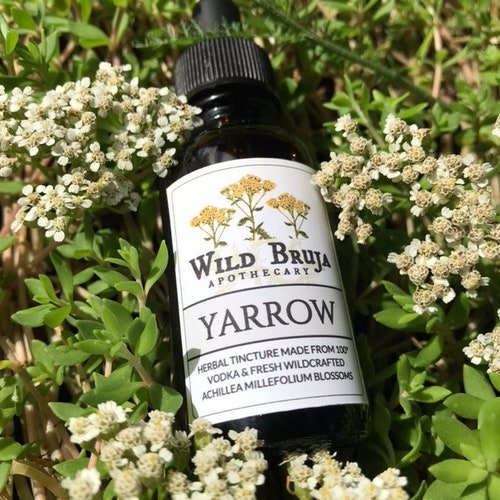 Fresh Yarrow Tincture • Achillea millefolium • Wildcrafted FRESH Plant • 100 proof vodka