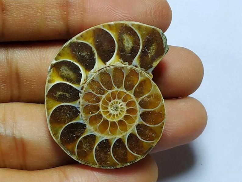 Amonite stone designer stone 69.30cts top gemstone natural Amonite fossil Amonite stone