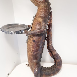 Coccodrillo tassidermico