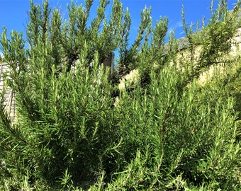 Fresh Rosemary Sprigs, 30 Sprigs, organic, no pesticides/freshly picked to order- Bespoke Orders are welcomed