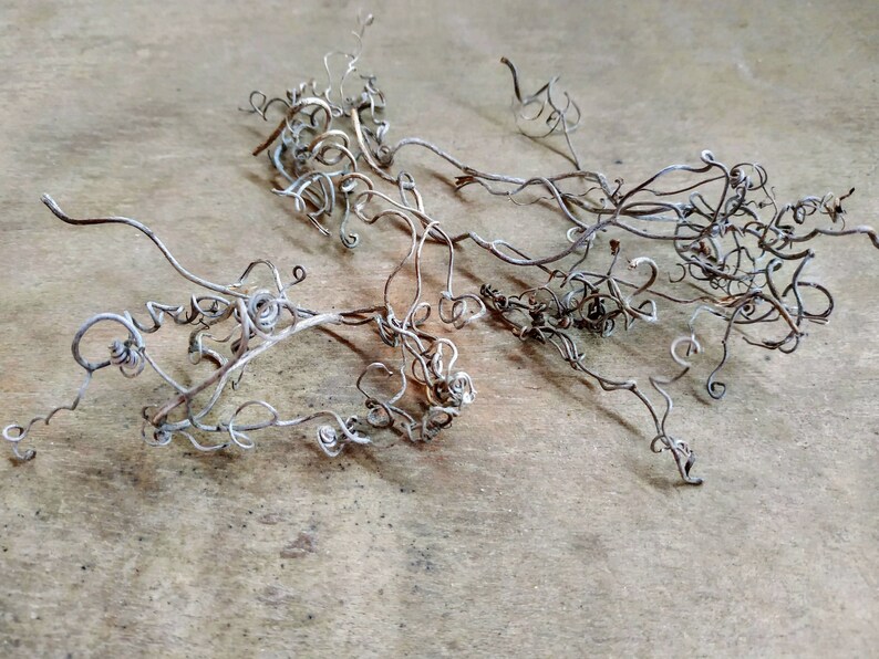 Tendrils Curly Sticks Dried Lot Natural Material Craft Supply Etsy